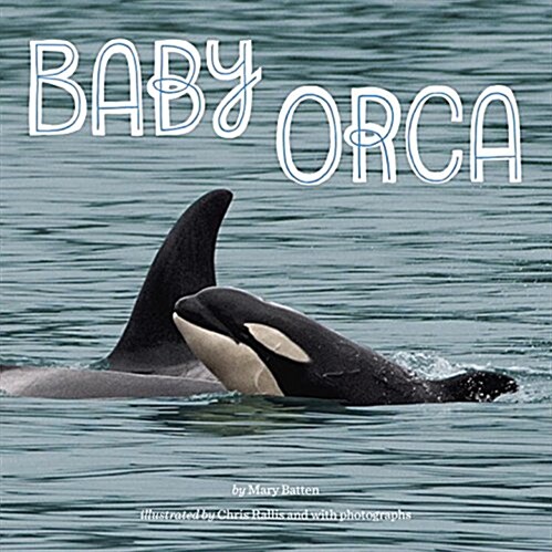 Baby Orca (Paperback)