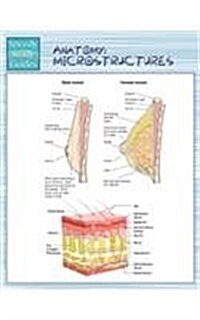 Anatomy: Microstructures (Speedy Study Guides) (Paperback)