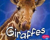 Giraffes (Paperback)