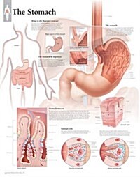 The Stomach Wall Chart (Other)