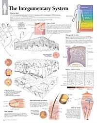 The Integumentary System Wall Chart (Other)