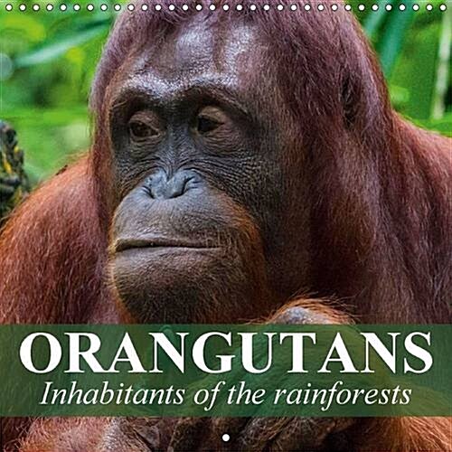 Orangutans Inhabitants of the Rainforests : Intelligent Creatures Who Clearly Have the Ability to Reason and Think (Calendar, 2 Rev ed)