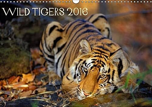 Wild Tigers 2016 : Stunning Images of Wild Tigers in India (Calendar, 2 Rev ed)