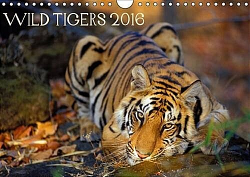 Wild Tigers 2016 : Stunning Images of Wild Tigers in India (Calendar, 2 Rev ed)