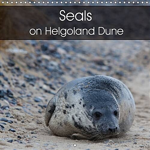 Seals on Helgoland Dune : Cute Photos of Seals on the Dune of Helgoland. (Calendar, 2 Rev ed)