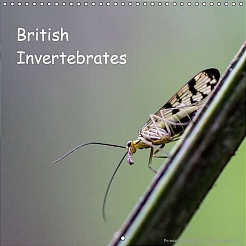 British Invertebrates (Calendar, 2 Rev ed)