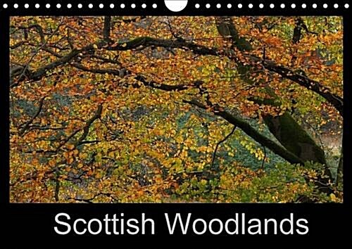 Scottish Woodlands : Stunning Photography Capturing the Beauty of Trees (Calendar, 2 Rev ed)