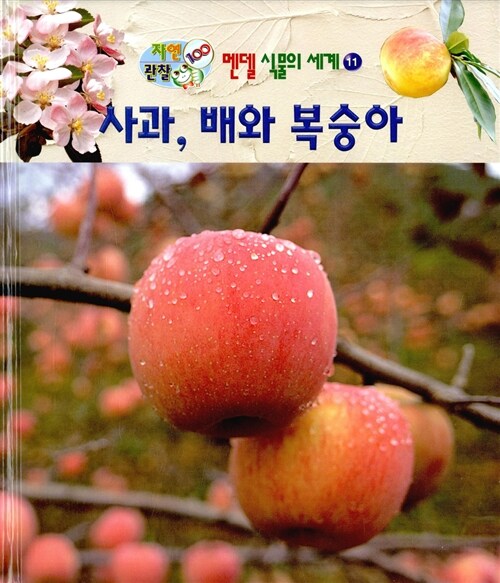 사과, 배와 복숭아 : 알라딘