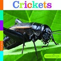 Crickets (Paperback)