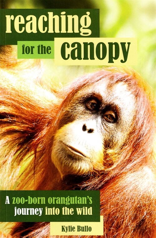 Reaching for the Canopy: A Zoo-Born Orangutans Journey Back to the Wild (Paperback)