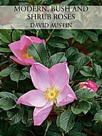 Modern, Bush and Shrub Roses (Hardcover)