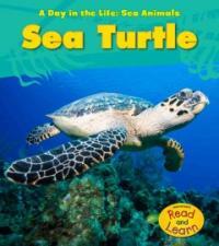 Sea Turtle (Paperback)