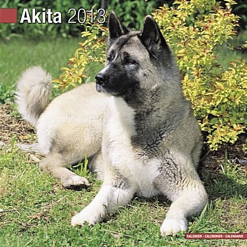 Akita 2013 Wall Calendar #10003-13 (Calendar)