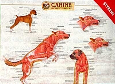 Canine Muscular Anatomy Chart (Wall Chart, 1 Wal Chrt)