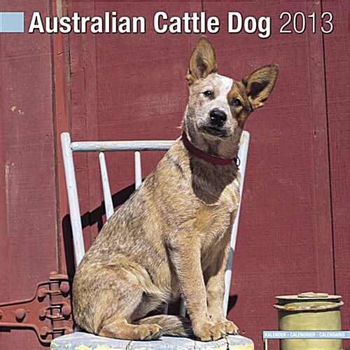 Australian Cattle Dog 2013 Wall Calendar #10008-13 (Calendar)