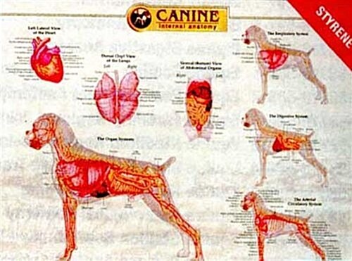 Canine Internal Organ Anatomy Chart (Wall Chart, 1 Wal Chrt)