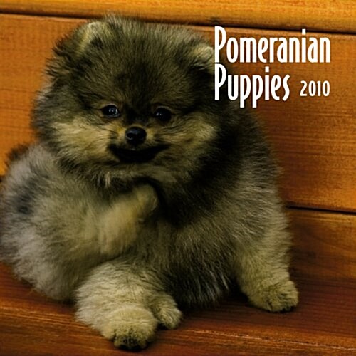 Pomeranian Puppies 2010 Mini Wall (Calendar, Min Wal)