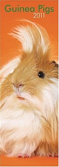 Guinea Pigs 2011 Slimline Calendar (Calendar, Wal)