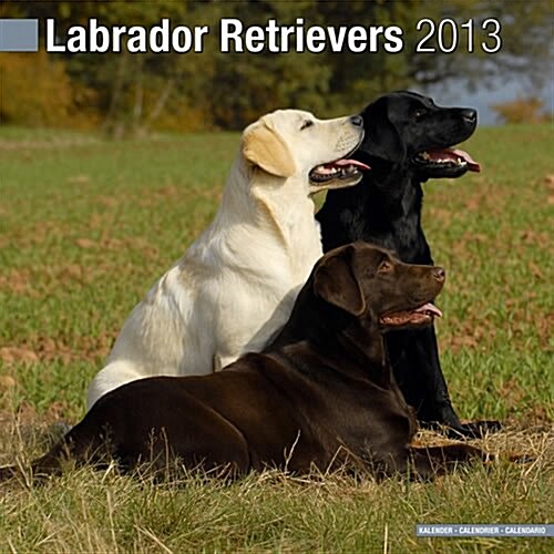 Labrador Retriever (Mixed) 2013 Wall Calendar #10086-13 (Calendar)