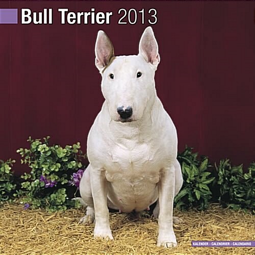 Bull Terrier 2013 Wall Calendar #10023-13 (Calendar)