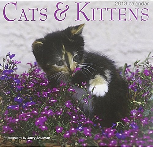 Cats & Kittens 2013 Calendar (Calendar, Min)