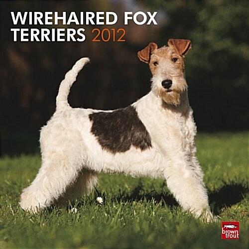 Wirehaired Fox Terriers 2012 Square 12x12 Wall Calendar (Calendar, Wal)