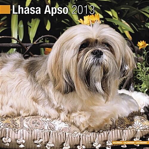 Lhasa Apso 2013 Wall Calendar #10051-13 (Calendar)