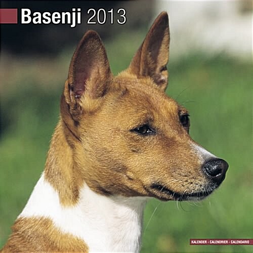 Basenji 2013 Wall Calendar #10010-13 (Calendar)