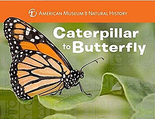 Caterpillar to Butterfly (Board Books)