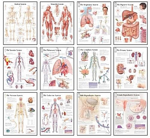 Body Systems Chart Set (Paperback)
