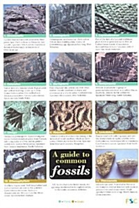 A Guide to Common Fossils (Wallchart)