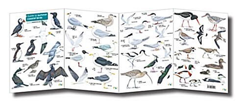 Guide to Summer Coastal Birds (Paperback)