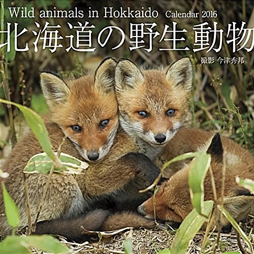 北海道の野生動物 2016年 カレンダ- 壁掛け (オフィス用品)
