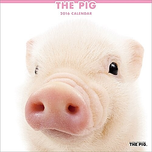 THE PIG  2016年 カレンダ- 壁掛け (オフィス用品)