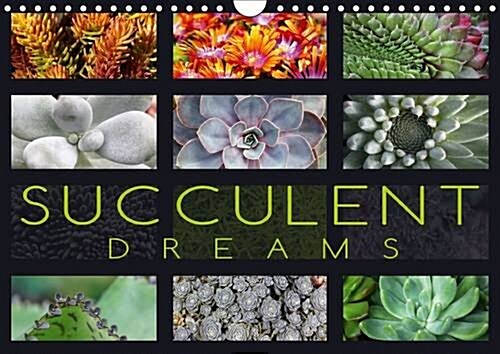 Succulent Dreams 2016 : Beautiful Portraits of Selected Succulents (Calendar)