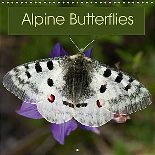 Alpine Butterflies 2016 : A Calendar Featuring Stunning Photos of Some of the Beautiful Butterflies That Can be Found in the Alps (Calendar)