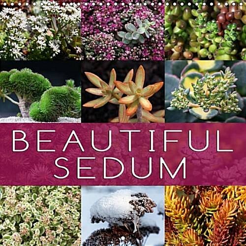 Beautiful Sedum 2016 : Portraits of Beautiful Sedum Varieties (Calendar)