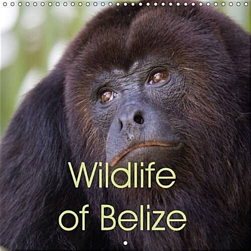 Wildlife of Belize 2016 : Gorgeous Wildlife Photos from the Central American Paradise of Belize (Calendar)