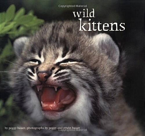Wild Kittens (Paperback)