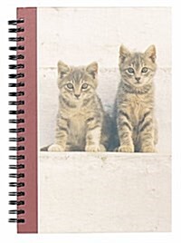 Kittens in the Sun Journal (Hardcover, Spiral)