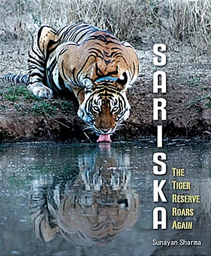 Sariska: The Tiger Reserve Roars Again (Paperback)