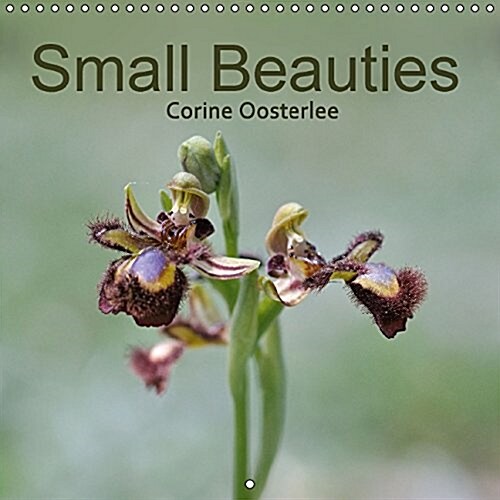 Small Beauties 2016 : Portraits of Wild Orchids of Europe (Calendar)