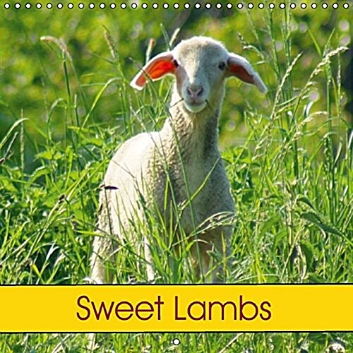 Sweet Lambs 2016 : Sheep and Farm Animal (Calendar)