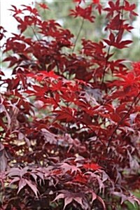 Japanese Maple Tree on a Slope: Blank 150 Page Lined Journal for Your Thoughts, Ideas, and Inspiration (Paperback)