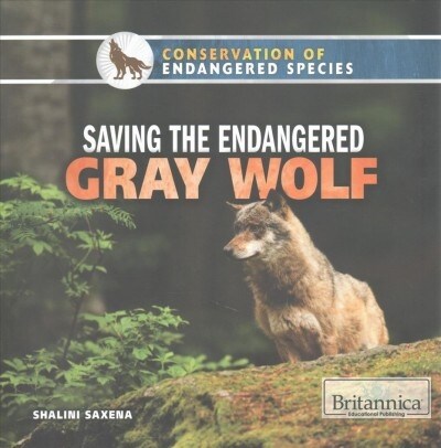 Saving the Endangered Gray Wolf (Paperback)
