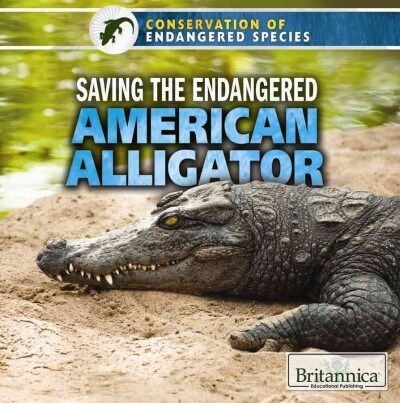 Saving the Endangered American Alligator (Paperback)