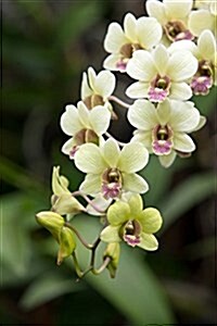 Beautiful Orchid Blossoms (for the Love of Gardening): Blank 150 Page Lined Journal for Your Thoughts, Ideas, and Inspiration (Paperback)