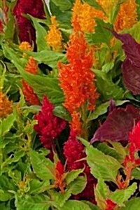 Celosia Flowers (for the Love of Gardening): Blank 150 Page Lined Journal for Your Thoughts, Ideas, and Inspiration (Paperback)