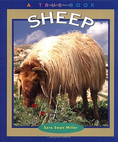 [중고] Sheep (Paperback)