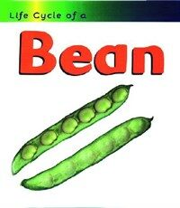 Bean (Paperback)